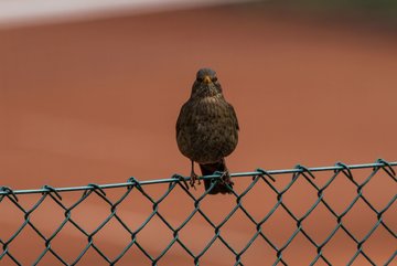 Bild 1 - TC Rot Wei� Wahlstedt II - TSV Havelse : Ergebnis: 7:2